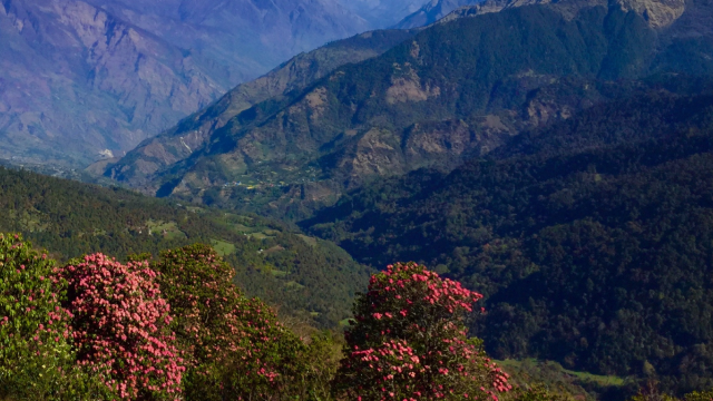 Ghorepani Poon (13)